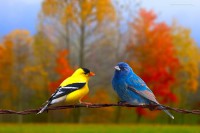 GENERADOR Y EMULADOR DE ELIXIRES : HOMEOPATIA, GEMOTERAPIA, CROMOTERAPIA, FLORALES, ACUPUNTURA