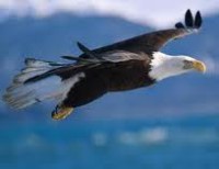 /album/fotogaleria/condor-jpg/